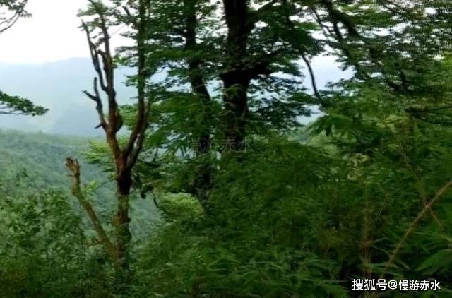 全民烧脑3去广告版