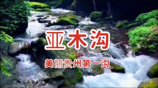 狗狗物品记忆卡